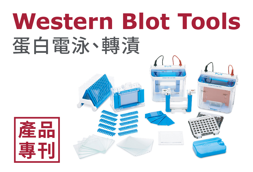 電子報368期 : Western Blot Tools (Part 2) - 蛋白電泳、轉漬  - mPAGE Mini Gel System 新品上市